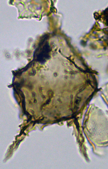 Cerodinium cpx denticulate Dden27X2013001045a.jpg